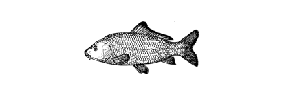 Fisch Icon