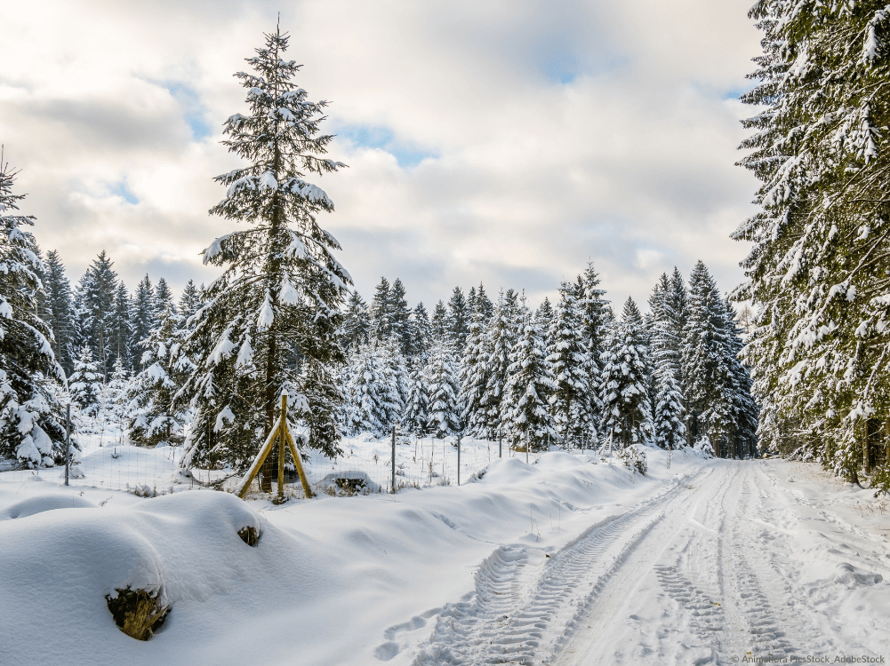 Schneebedeckter Wanderweg im Harz