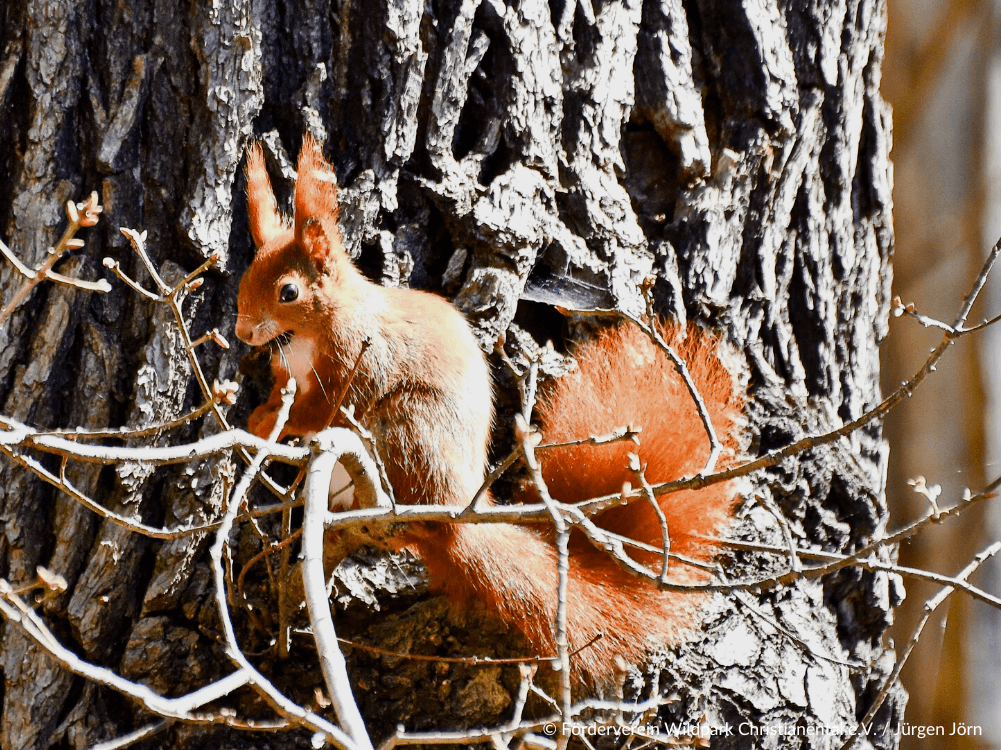 Eichhörnchen am Baum des Wildparks Christianental