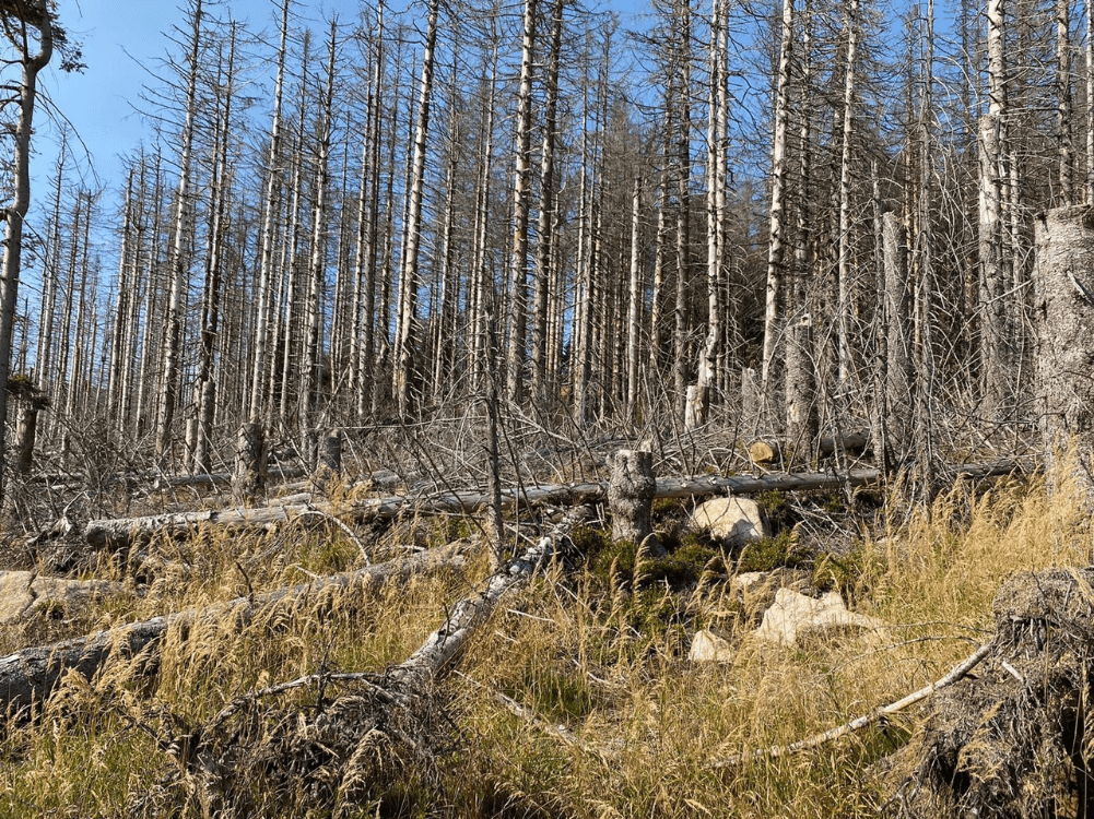 Massive Baumschäden im Harzwald