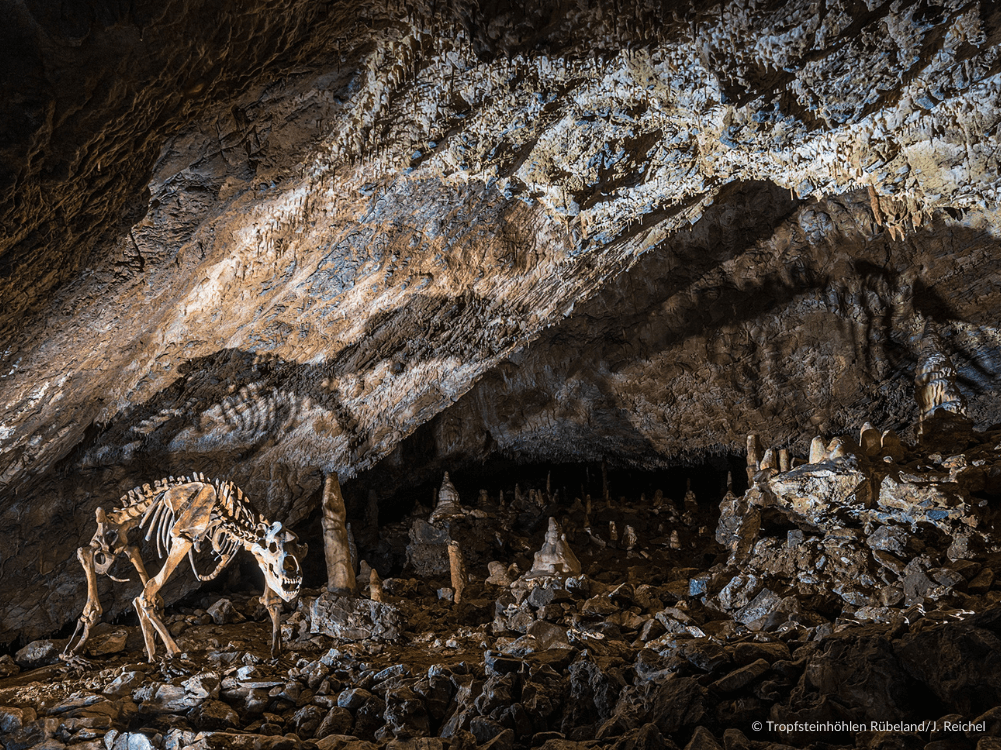 Skelett eines Höhlenbärs in der Rübeländer Baumannshöhle