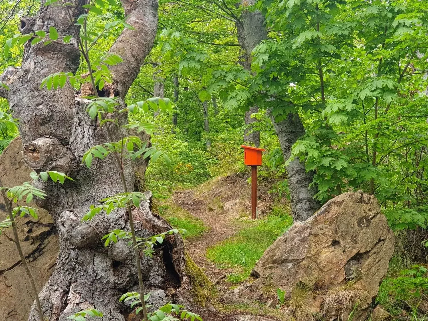 Stempelstelle für Wanderer im Wald