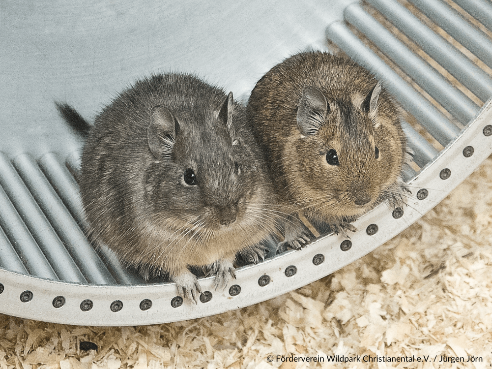 Zwei Mäuse im Laufrad im Mäusehaus des Wildparks Christianental