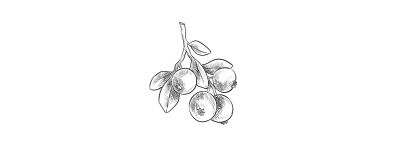 Obst Icon