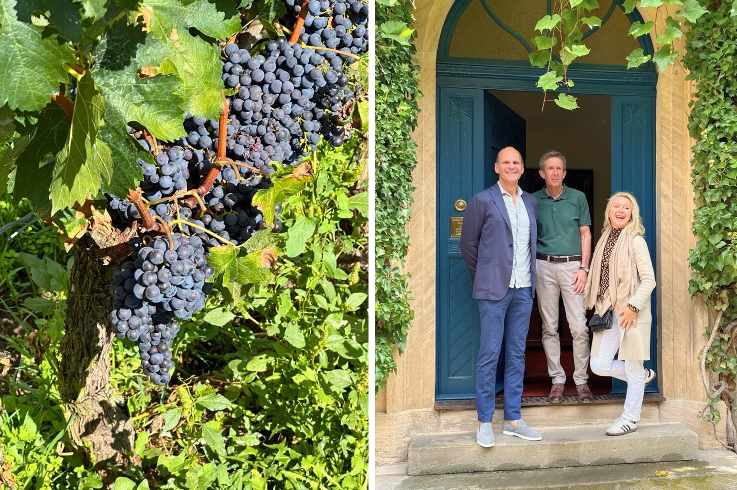 Weinlese in der Pfalz