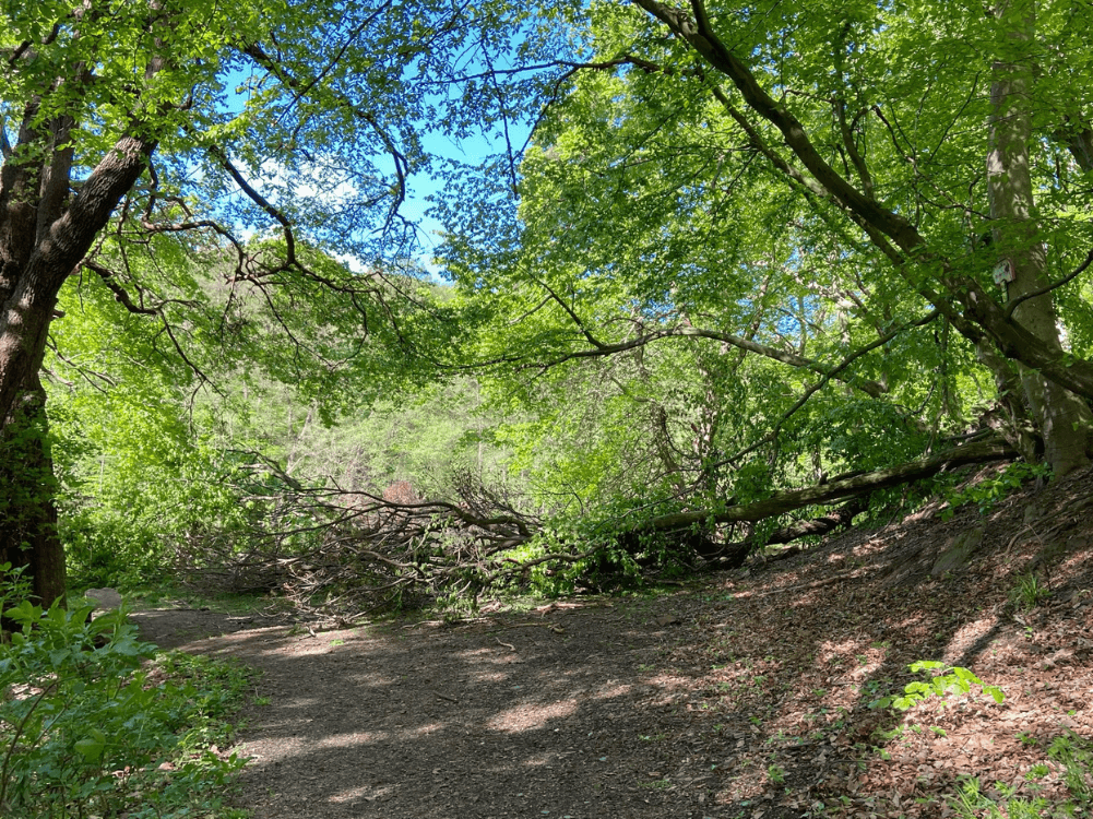 Baumsterben im Harz