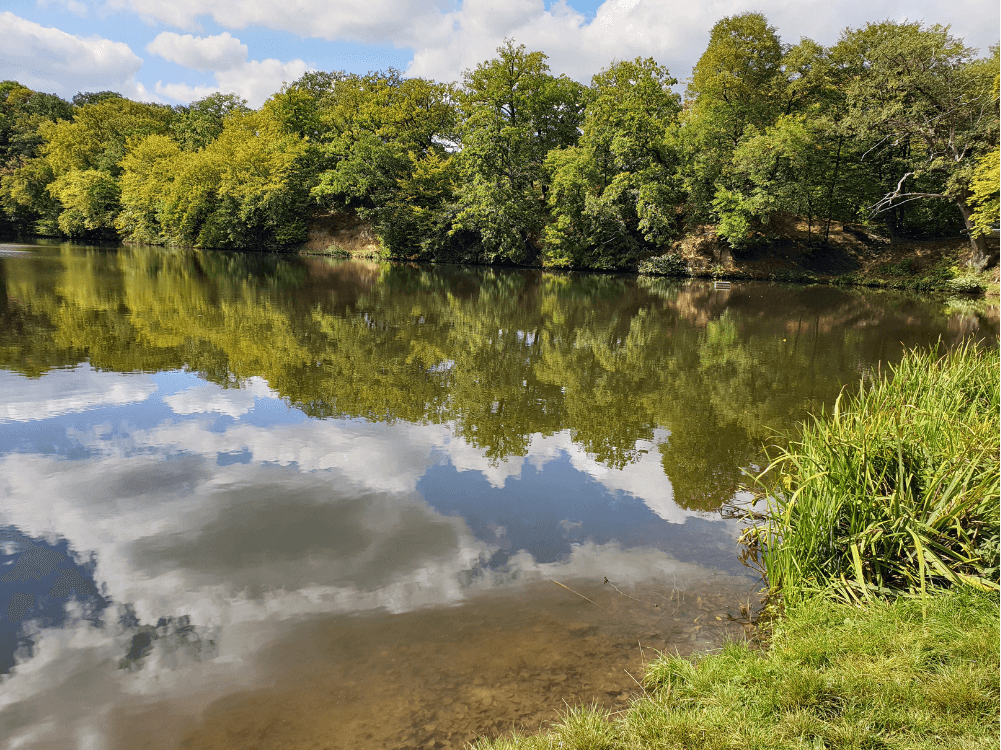 Kleiner See im Wald bei Blankenburg im Harz