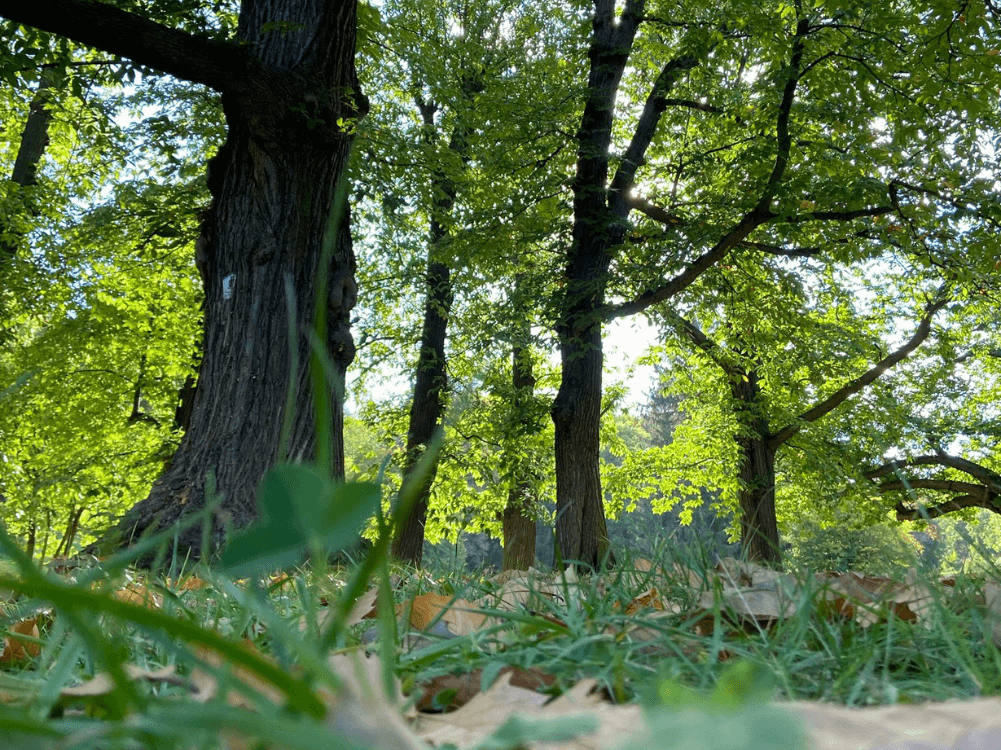 Laub im Wald