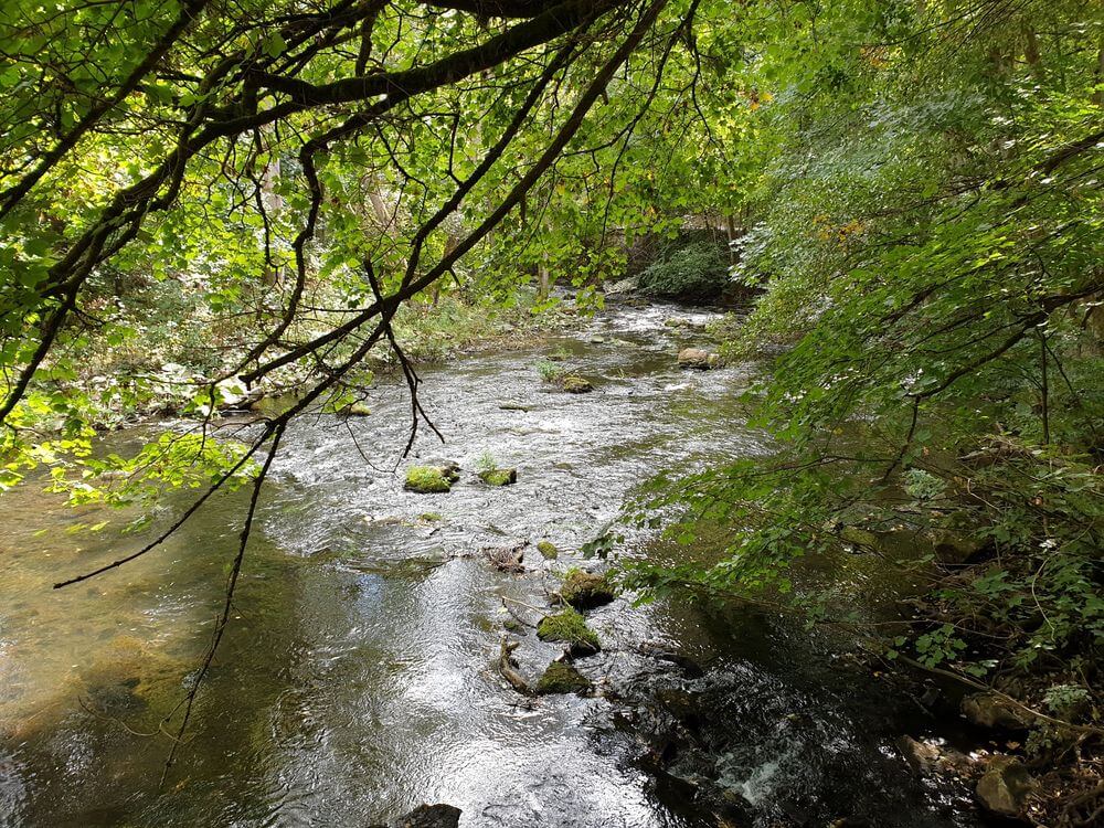 Bode inmitten grüner Natur