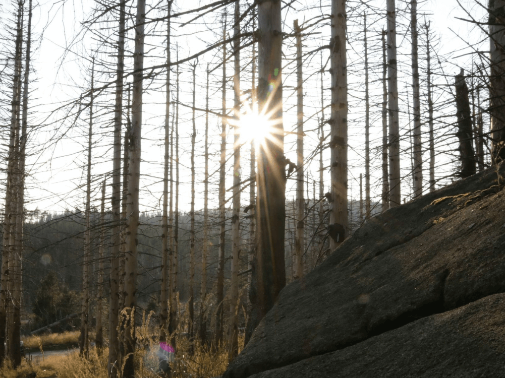 Schaden am Wald im Harz