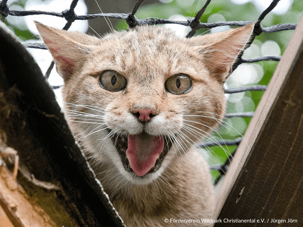 Kopf eines Luches des Wildparks Christianental