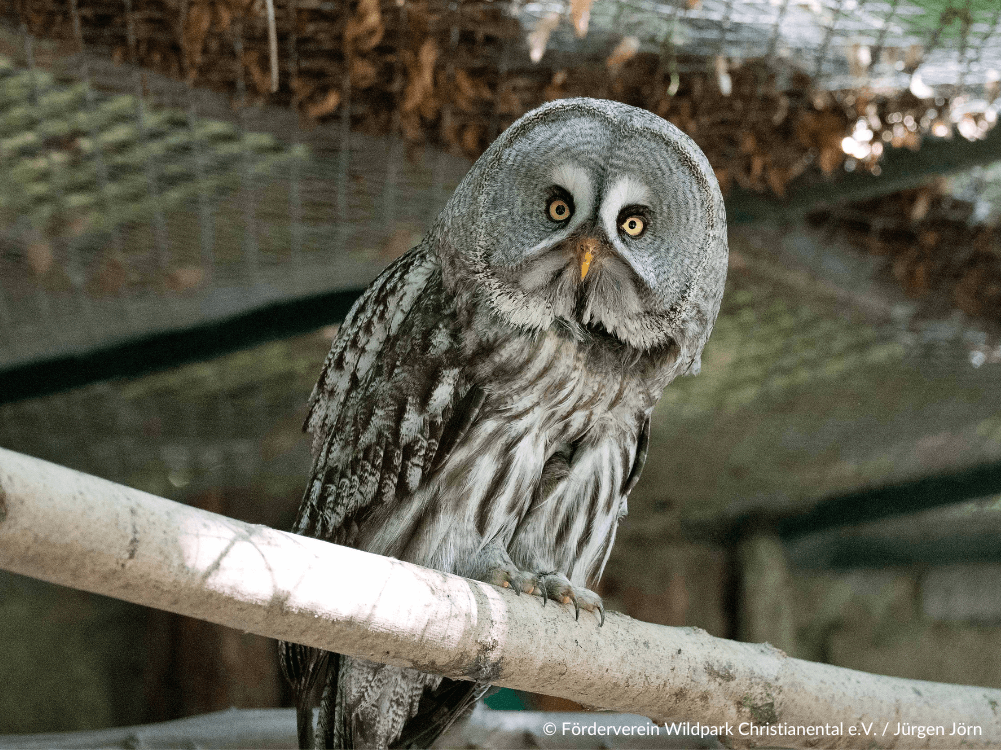 Eule im Gehege des Wildparks Christianental