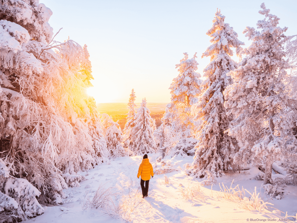 Winterwandern im schneebdeckten Harzwald