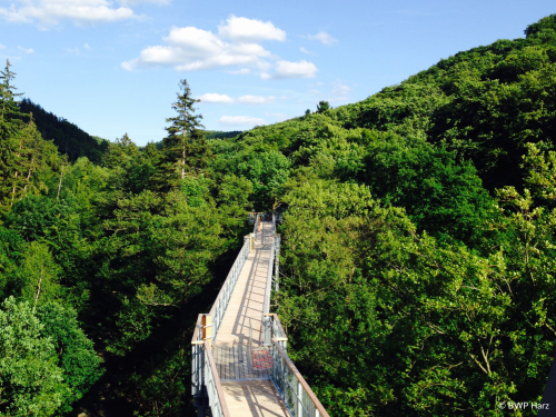 Baumwipfelpfad Harz in Bad Harzburg
