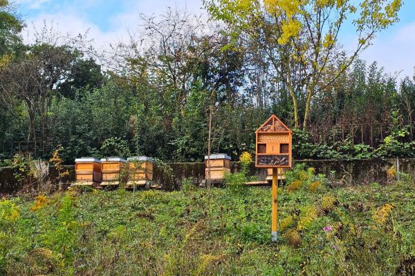 Bienenstöcke für hauseigenen Honig