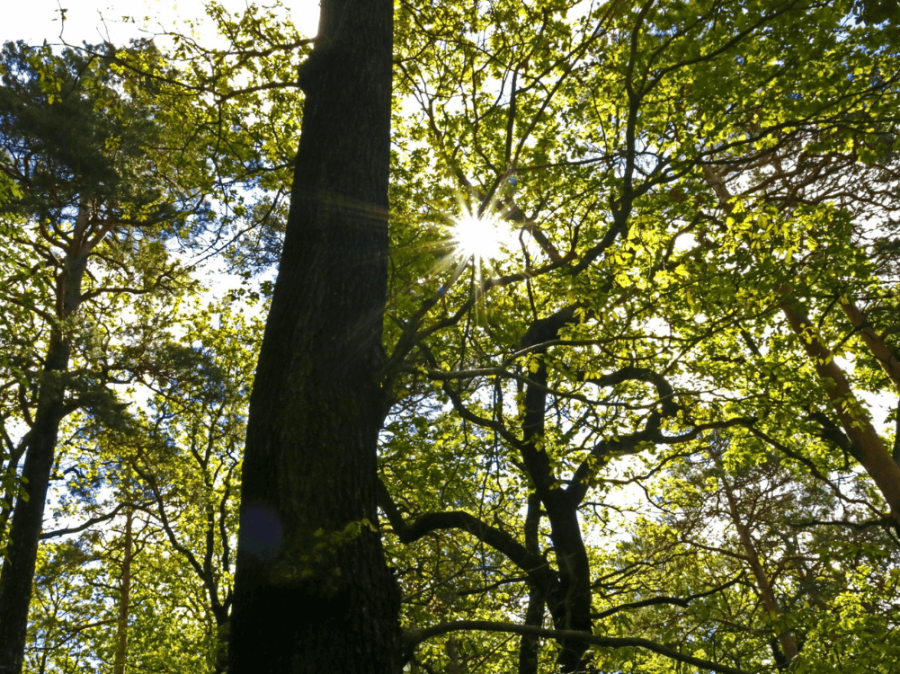 Tag des Waldes im Harzwald