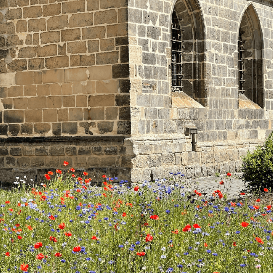 Wiese vor dem Dom zu Halberstadt
