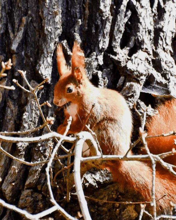 Wildpark Harz