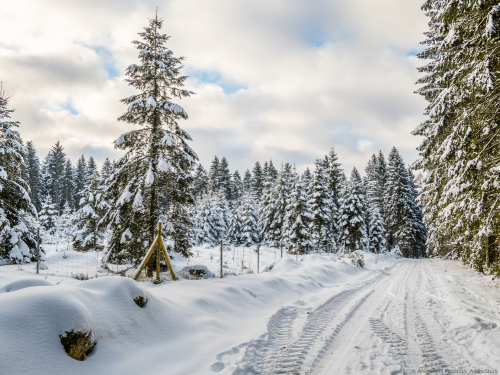 Schneebedeckter Wanderweg im Harz