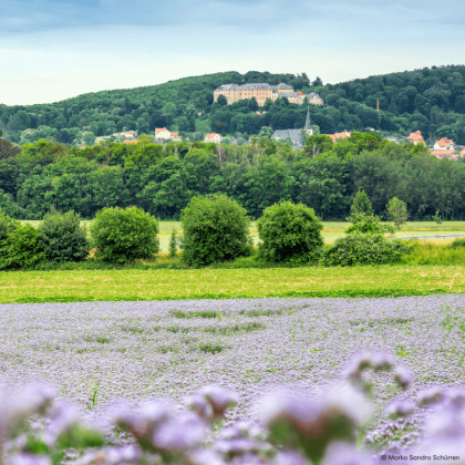 Florale Details und Blütenzauber im Harz – Impressionen aus Blankenburg.